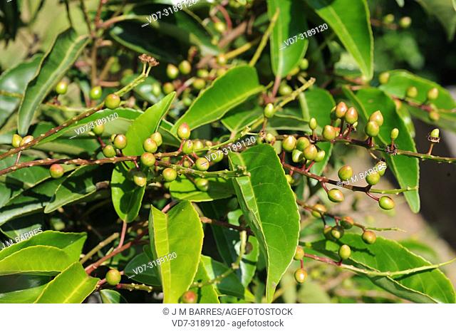 Portugal laurel (Prunus lusitanica) is a evergreen small tree native to Macaronesia (Canary Islands, Azores and Madeira) and in a few locations in Iberian...