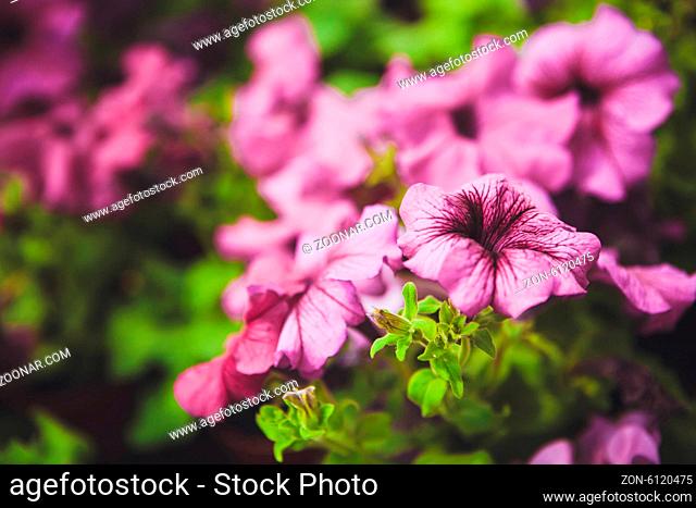 Beautiful petunia flowers in the garden. Photo with depth of field