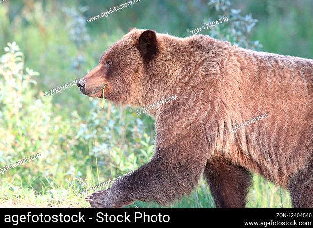 young grizzly bear canadian rockies
