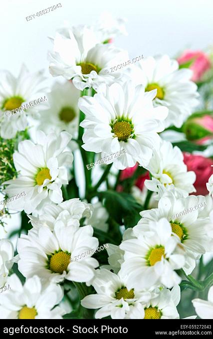 Bouquet of white chrysanthemums on white isolated background