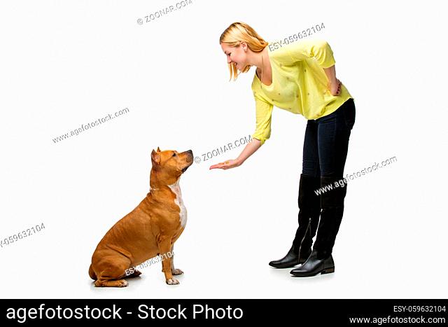 Beautiful happy young woman training american staffordshire terrier dog. Studio shot isolated on white background. Copy space