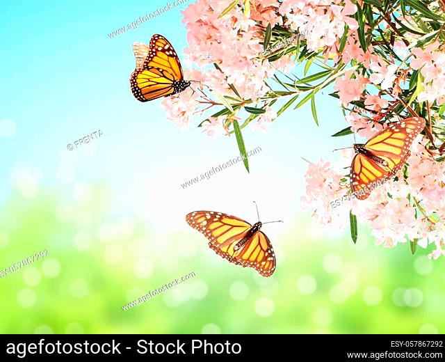 Pink flowers and monarch butterflies (Danaus plexippus, Nymphalidae). On blue sky background. Mock up template. Copy space for your text
