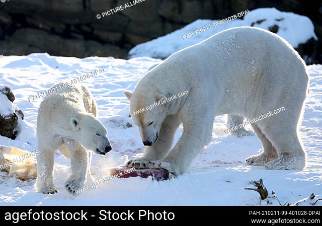 11 February 2021, Mecklenburg-Western Pomerania, Rostock: Polar bears Noria (l) and Akiak deal with an ice bomb made of tea and fruit at Rostock Zoo