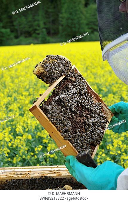honey bee, hive bee (Apis mellifera mellifera), beekeeper controlling honeycombs in front of blooming rape field