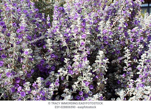 Close up of a large group of Desert Lavendar, in full bloom, in the desert of Arizona, USA