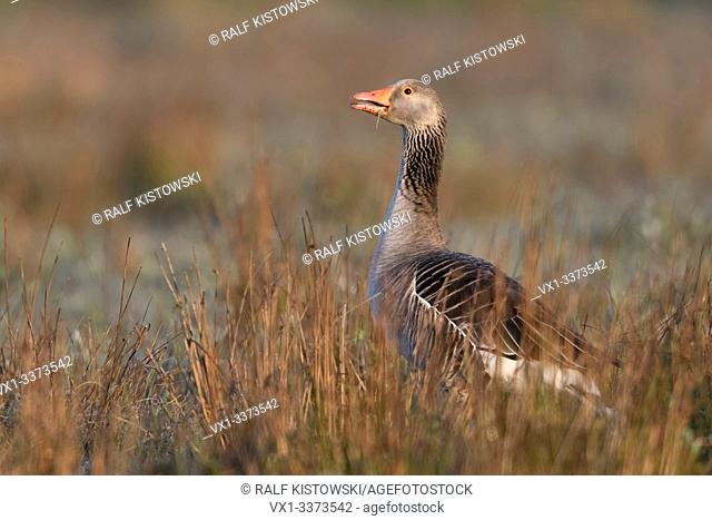 Greylag Goose / Graugans ( Anser anser ), one adult, feeding in wetland, watching attentive, alert, early in the morning, wildlife, Europe