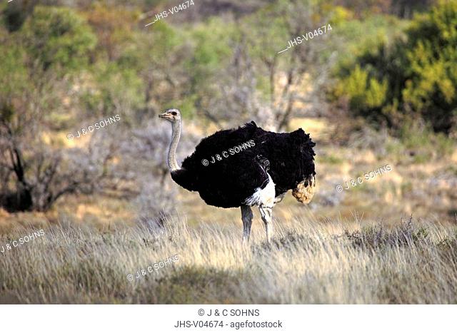 South African Ostrich, Struthio c.australis, Mountain Zebra Nationalpark, South Africa, Africa, adult male