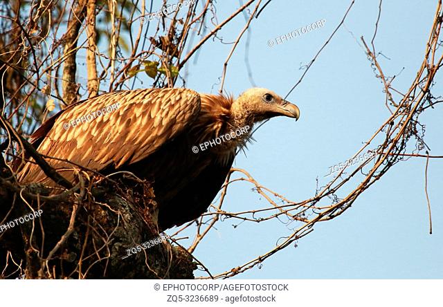 Long billed vulture, Gyps tenuirostris, Kaziranga, National park, Assam, India