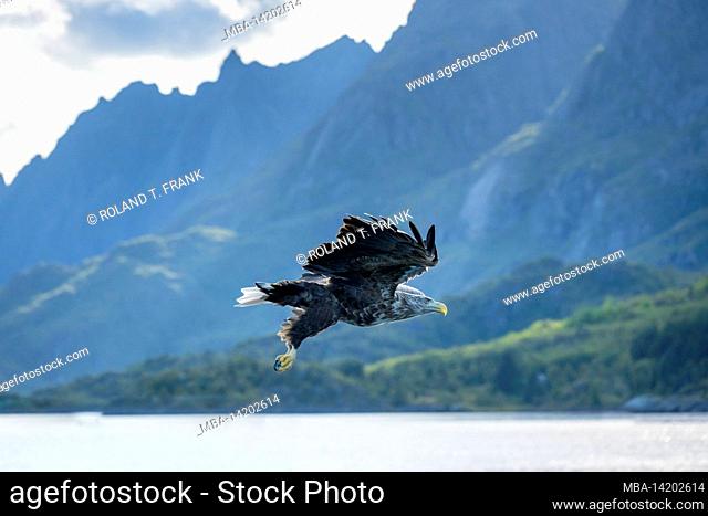 Norway, Nordland, Lofoten, White-tailed Eagle (Haliaeetus albicilla)