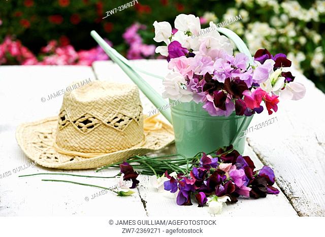Sweet Peas Lathyrus odoratus in a small metal watering can with hat on a rustic wooden table outdoors