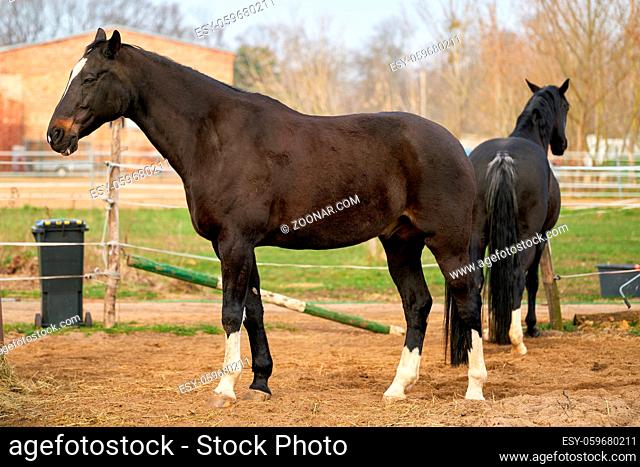 Pferde zum Reiten auf einer Farm im Herrenkrug bei Magdeburg