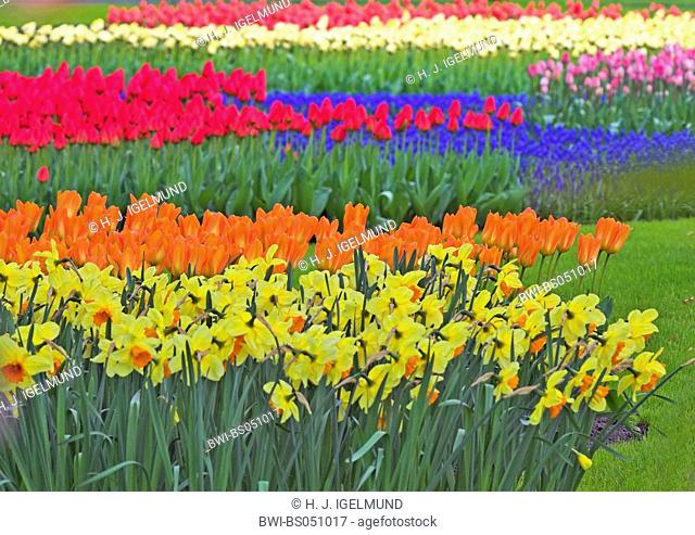daffodil (Narcissus spec.), group of blooming plants together with tulips, Netherlands, Northern Netherlands
