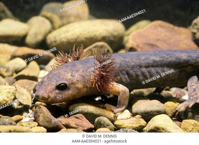 Pacific Giant Salamander (Dicamptodon ensatus), larva, CA