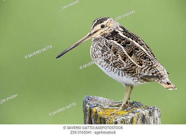 Common Snipe (Gallinago gallinago faeroeensis), adult standing on a post
