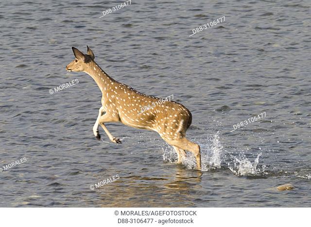 Asia, India, Uttarakhand, Jim Corbett National Park, Chital or Cheetal or Chital deer, Spotted deer or Axis deer( Axis axis), running in the water