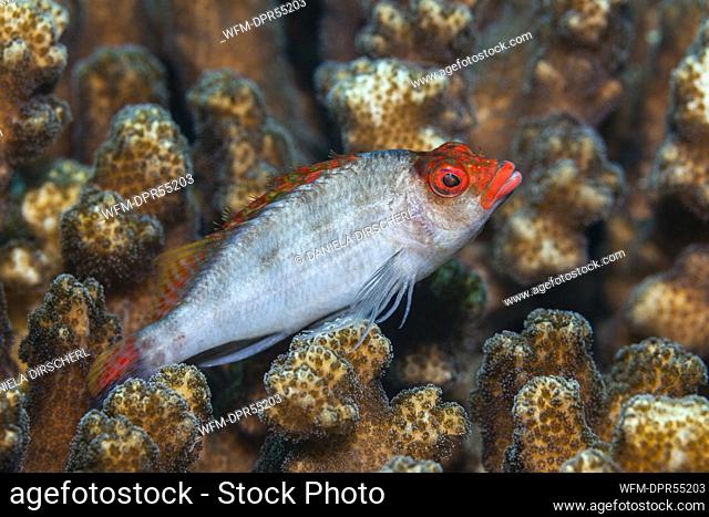 Coral Hawkfish, Cirrhitichthys oxycephalus, La Paz, Baja California Sur, Mexico
