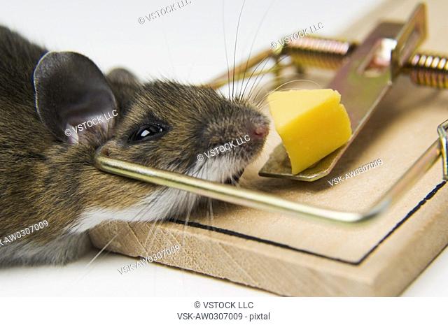Mouse in mousetrap