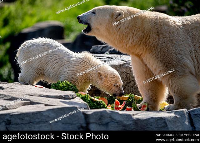 03 June 2020, Lower Saxony, Hanover: Polar bear Milena and daughter Nana eat a fruit buffet at Hannover Zoo. The polar bear offspring was christened Nana today