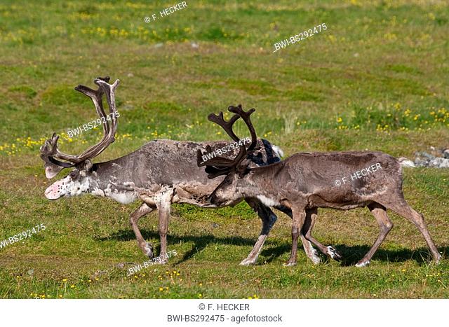 European reindeer, European caribou (Rangifer tarandus), two reindeers in a meadow, Norway