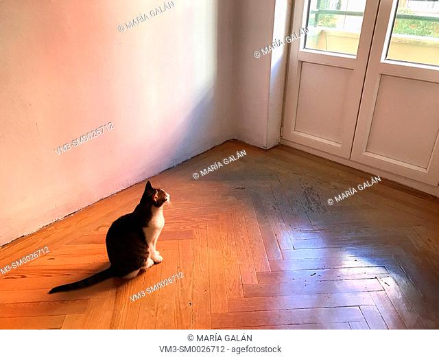 Cat sitting on wooden floor in an empty room, looking at the window