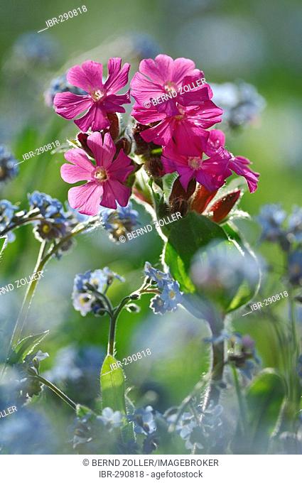 Wood Forget-me-not (Myosotis sylvatica) and Red Campion(Silene dioica), back light