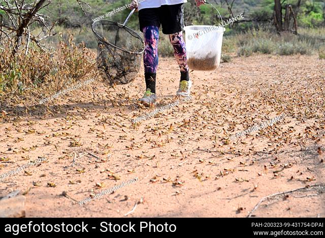 03 March 2020, Kenya, Archers Post: Doctoral student Inga Petelski catches grasshoppers with a net to carry out tests with them