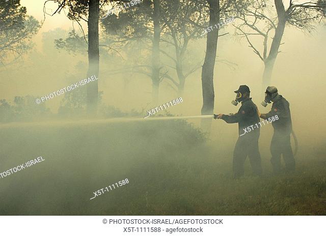 Israel, Haifa Carmel Mountain Forest, fire fighters fighting the flames