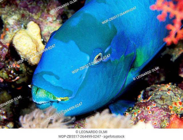 Egypt, Red Sea, Sharm el Sheikh, portrait of a Bleeker's parrotfish (Scarus bleekeri)