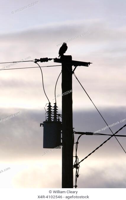 Silhouette of a Buzzard sitting atop an electricity pole The silhouette of a buzzard sitting atop an electricity pole is a powerful image of the importance of...
