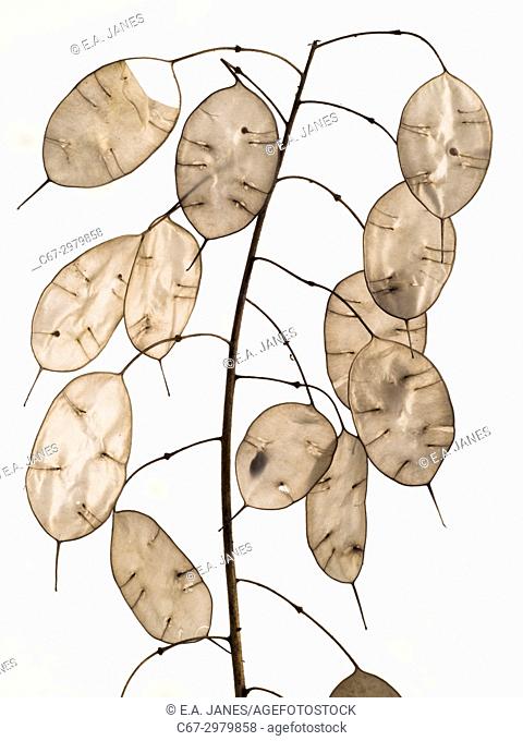 Annual honesty Lunaria annua seed heads