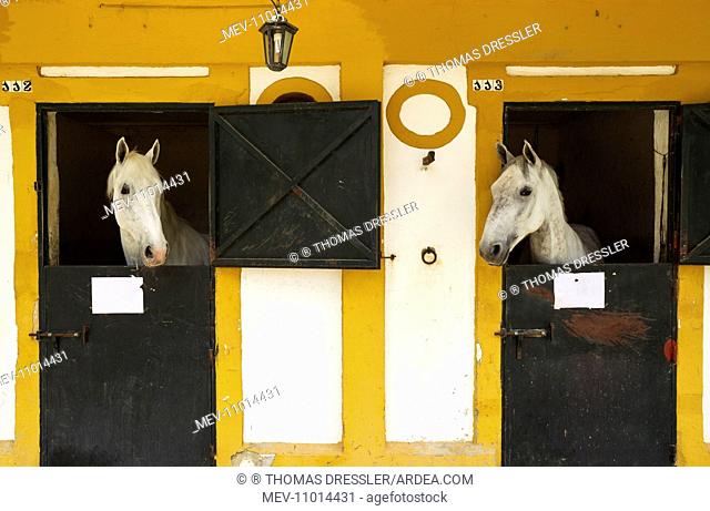Horses - Stallions in their stable - during the Feria del Caballo (Horse Fair) Jerez de la Frontera, Cadiz province, Andalusia, Spain