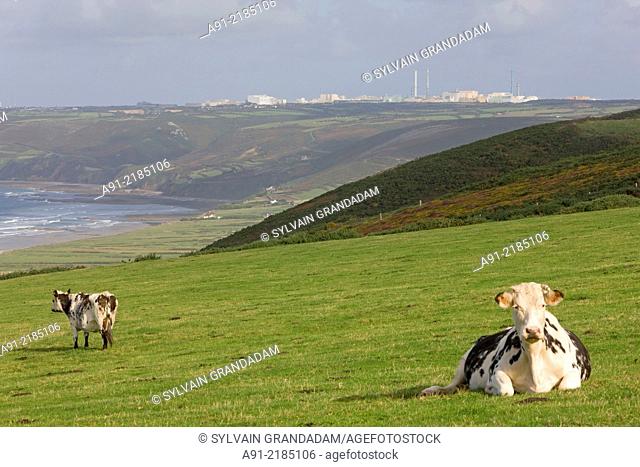 France, Normandy, Cotentin, La Hague district, cows and horses grazing near the shoreline