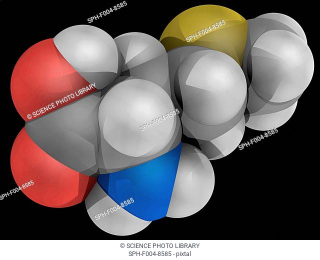 Methionine, molecular model. Essential alpha-amino acid. Atoms are represented as spheres and are colour-coded: carbon grey, hydrogen white, nitrogen blue