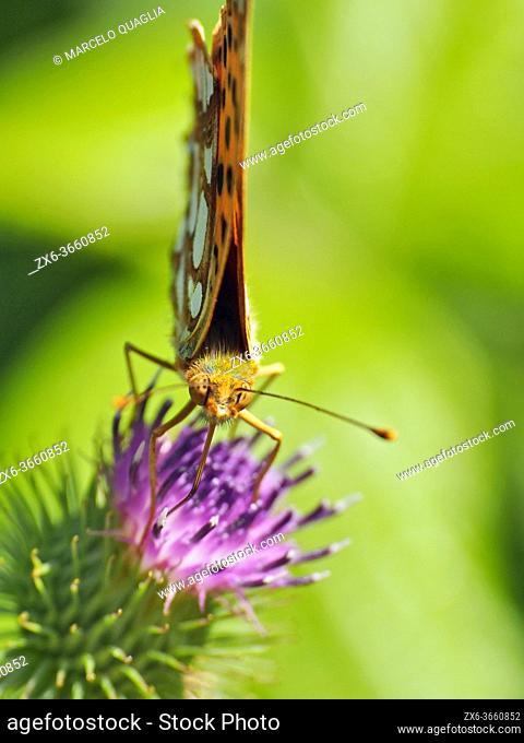 Silver washed fritillary butterfly (Agynnis paphia). Summer time at Montseny Natural Park. Barcelona province, Catalonia, Spain