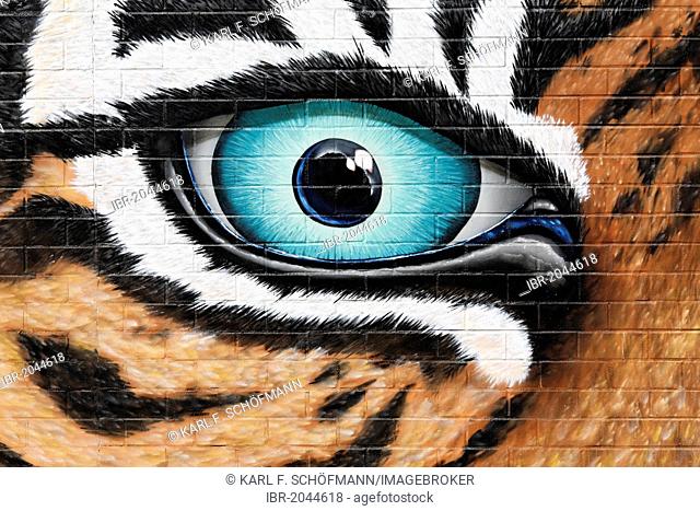 Threatening tiger eyes, graffiti on the wall of the Cologne Zoo, Cologne, North Rhine-Westphalia, Germany, Europe
