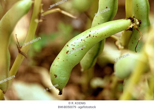 fava bean (Vicia faba Staygreen, Vicia faba 'Staygreen'), cultivar Staygreen, young fruits with damage by Pseudomonas syringae pv. phaseolicola