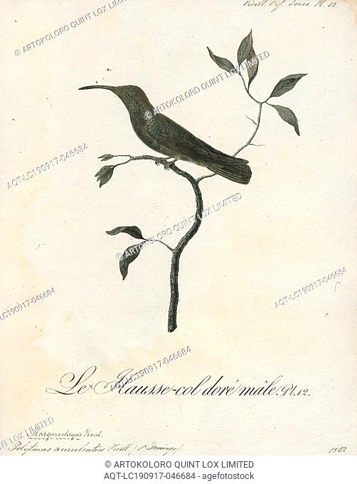 Polytmus aurulentus, Print, The goldenthroats are a small group of hummingbirds in the genus Polytmus., 1802