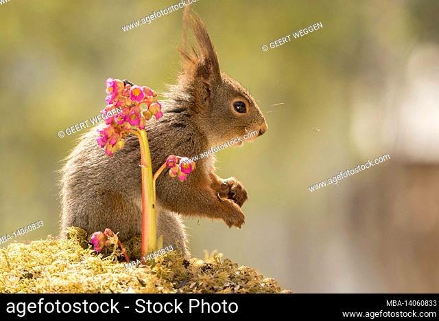 profile and close up of red squirrel behind flower