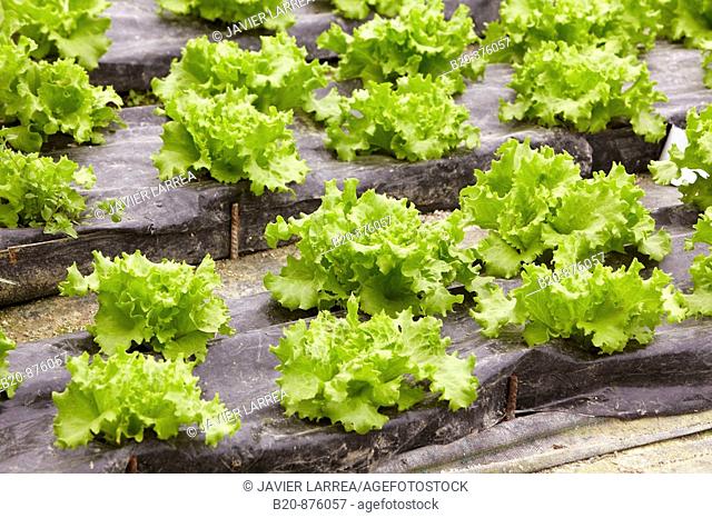 Lettuces in greenhouse, Nuarbe, Azpeitia, Gipuzkoa, Basque Country, Spain