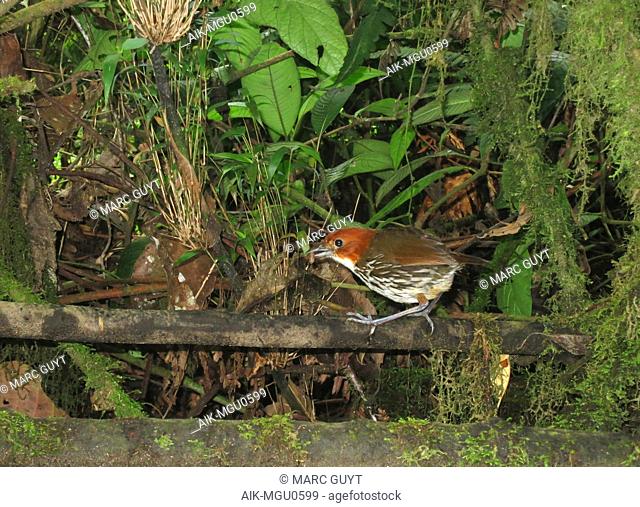 Chestnut-crowned Antpitta (Grallaria ruficapilla) in understory of subtropical montane rain forest in Rio Blanco reserve, central Andes valley in Colombia