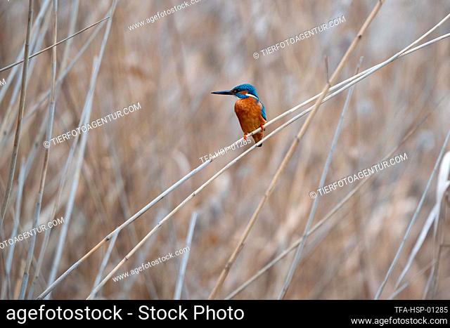 Kingfisher sits in the reeds