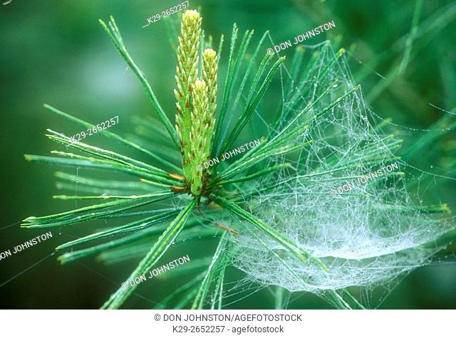 Bowl and doily spider (Frontinella communis) Dewy web in red pine bud, Greater Sudbury, Ontario, Canada