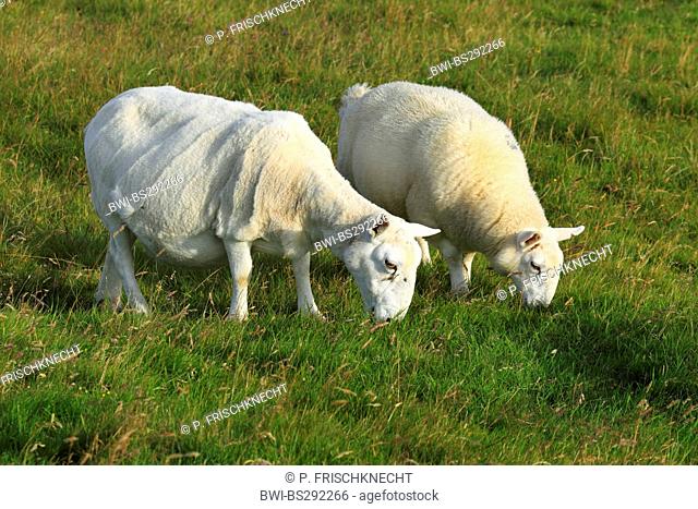 domestic sheep (Ovis ammon f. aries), two sheeps grazing on a pasture, United Kingdom, Scotland
