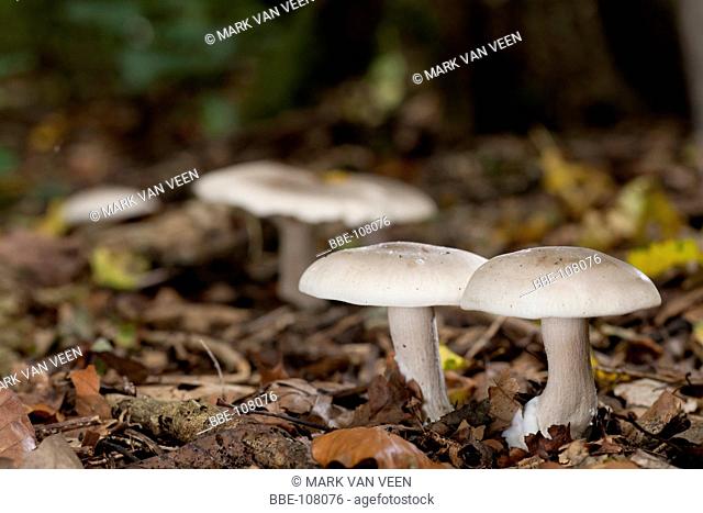 The CLouded Agaric is a common fungus of forest, often in number together