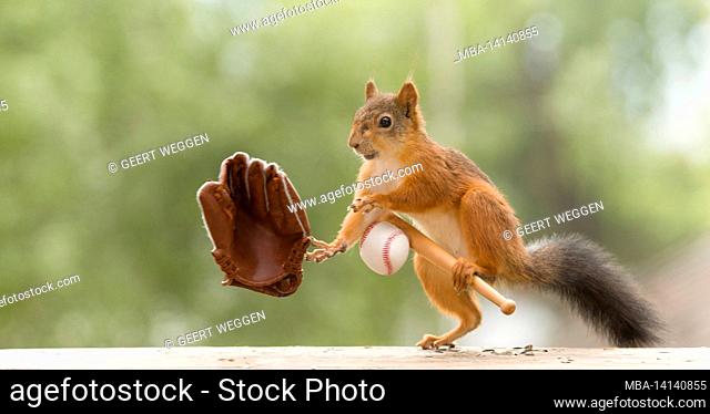 red squirrel holding bat and an glove