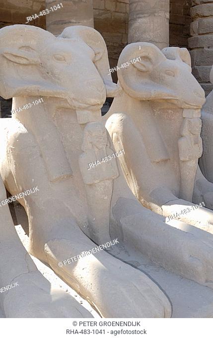 Ram headed sphinxes, Temple of Karnak, near Luxor, Thebes, UNESCO World Heritage Site, Egypt, North Africa, Africa