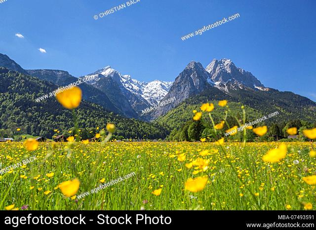 Blooming mountain meadow in front of Wetterstein Mountains, Garmisch-Partenkirchen, Upper Bavaria, Bavaria, southern Germany, Germany, Europe