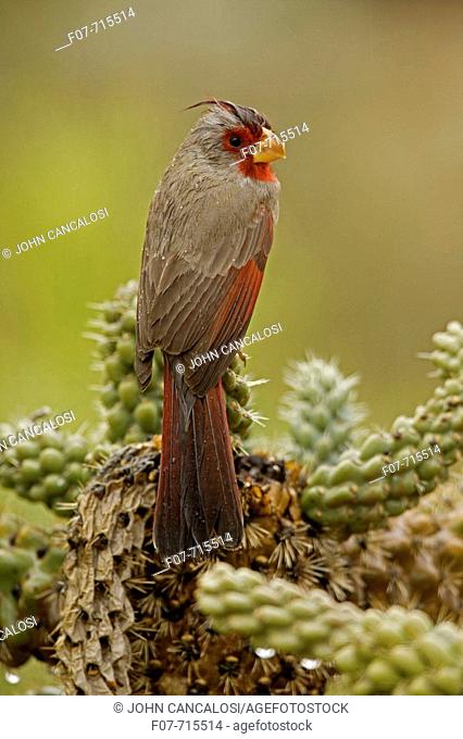 Pyrrhuloxia (Cardinalis sinuatus) - Arizona - Male - In Winter Rain Storm - Rose-colored breast and crest suggest a Cardinal but the gray back and yellow bill...