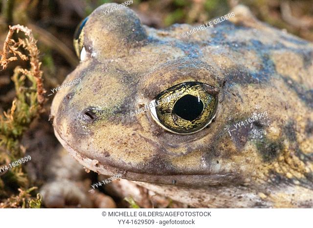 Couch's spadefoot toad, Scaphiopus couchii, is native to the southwestern United States, northern Mexico, and the Baja peninsula