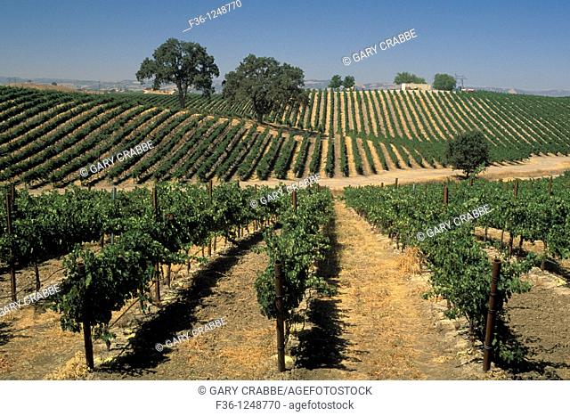 Vineyards, Paso Robles, San Luis Obispo County, California